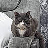cat, grey_cat, white_cat, pet, feline, sitting, couch, armrest, indoor, furniture, pillow, curtains, floral_pattern, texture, domestic_animal, household, relaxed, fur, tail, closeup