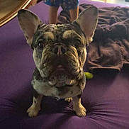 Dobby joined the competition — help win amazing prizes! french_bulldog, dog, pet, bed, purple_bedspread, child, pajamas, indoor, home, furniture, blanket, curious, looking_at_camera, animal, cute, ears, legs, snout, room, casual