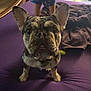 french_bulldog, dog, pet, bed, purple_bedspread, child, pajamas, indoor, home, furniture, blanket, curious, looking_at_camera, animal, cute, ears, legs, snout, room, casual