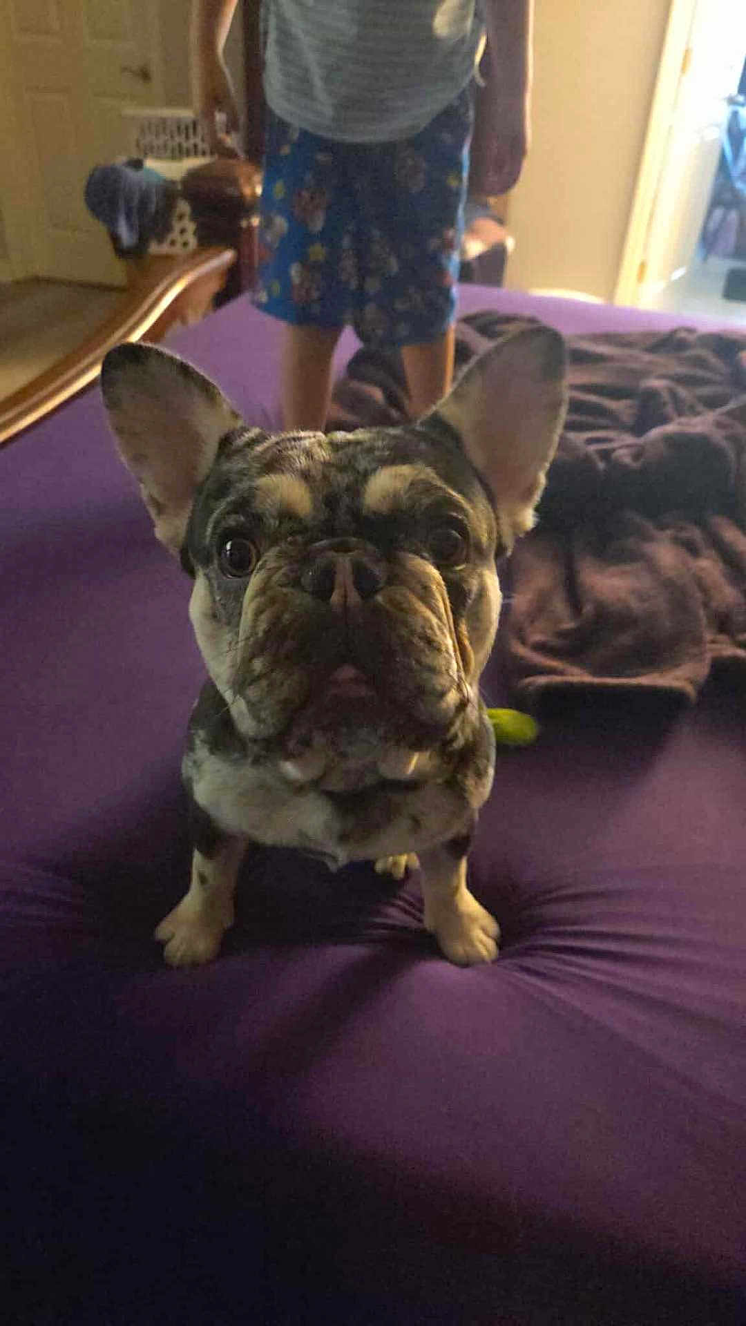 Dobby