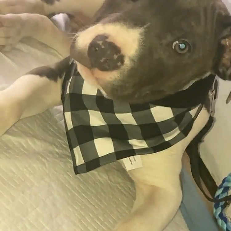 Bleu joined the competition — help win amazing prizes! canidae, carnivore, collar, companion_dog, dog, dog_breed, dog_clothes, dog_collar, dog_supply, ear, fawn, fur, leash, liver, pet_supply, plaid, snout, sporting_group, whiskers, working_animal