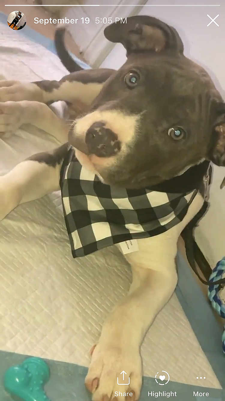 Bleu joined the competition — help win amazing prizes! canidae, carnivore, collar, companion_dog, dog, dog_breed, dog_clothes, dog_collar, dog_supply, ear, fawn, fur, leash, liver, pet_supply, plaid, snout, sporting_group, whiskers, working_animal