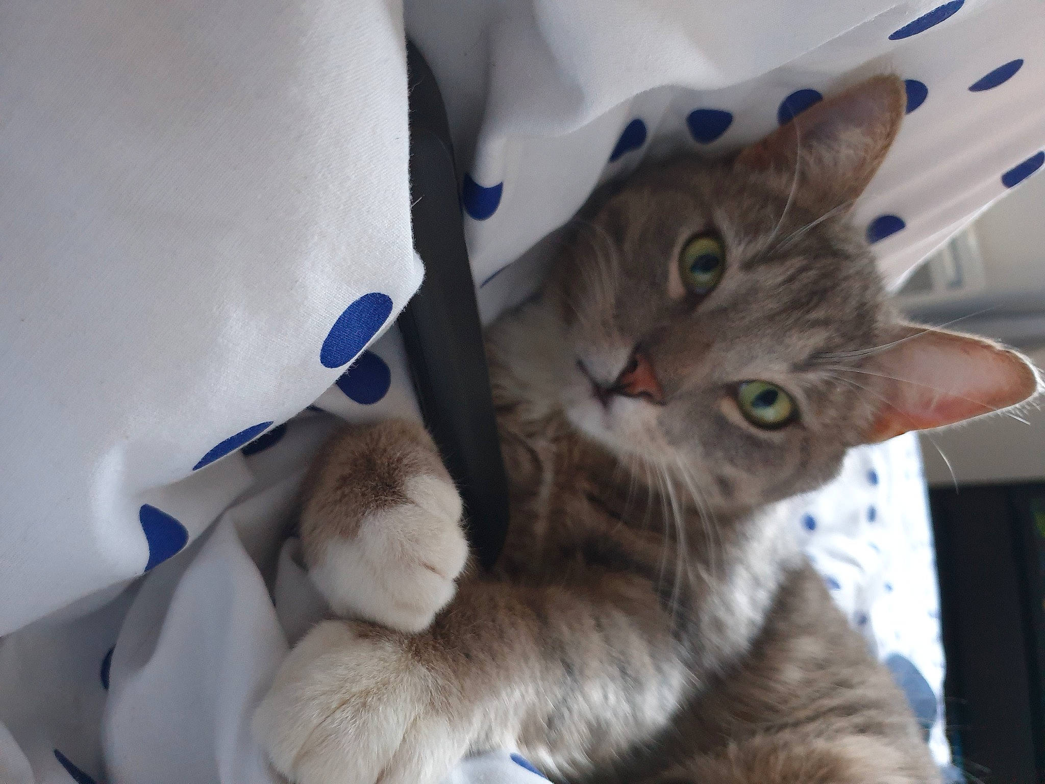 Lewis participe au concours pour gagner de l'argent avec cette photo : bed, carnivore, cat, claw, comfort, domestic_short_haired_cat, fawn, felidae, fur, gesture, paw, photo_caption, plant, small_to_medium_sized_cats, snout, tail, whiskers