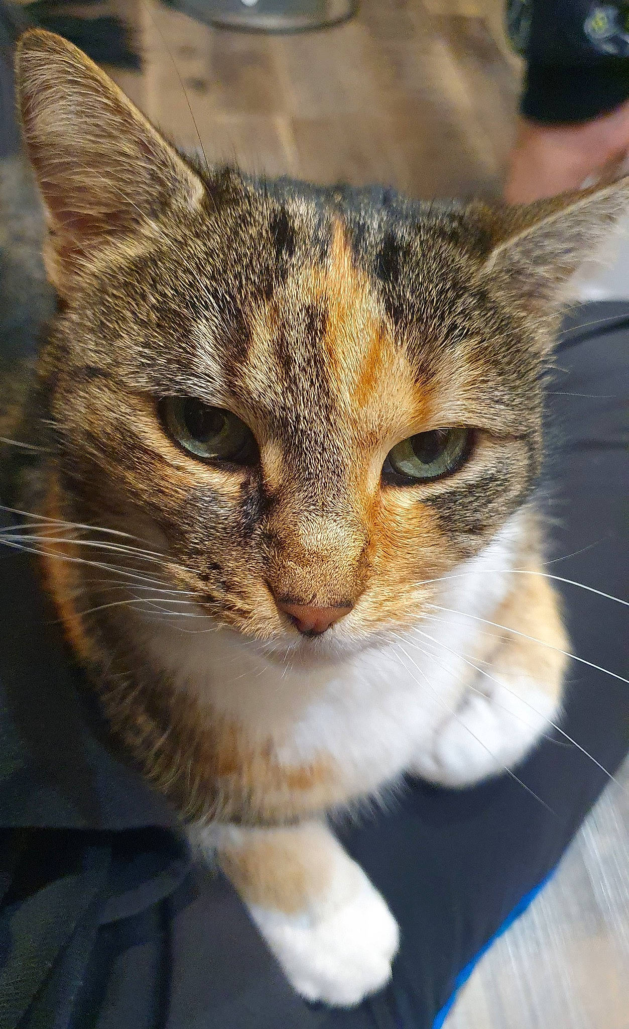 Maya participe au concours pour gagner de l'argent avec cette photo : carnivore, cat, domestic_short_haired_cat, fawn, felidae, fur, grass, paw, small_to_medium_sized_cats, snout, terrestrial_animal, tree, whiskers, wildlife, window