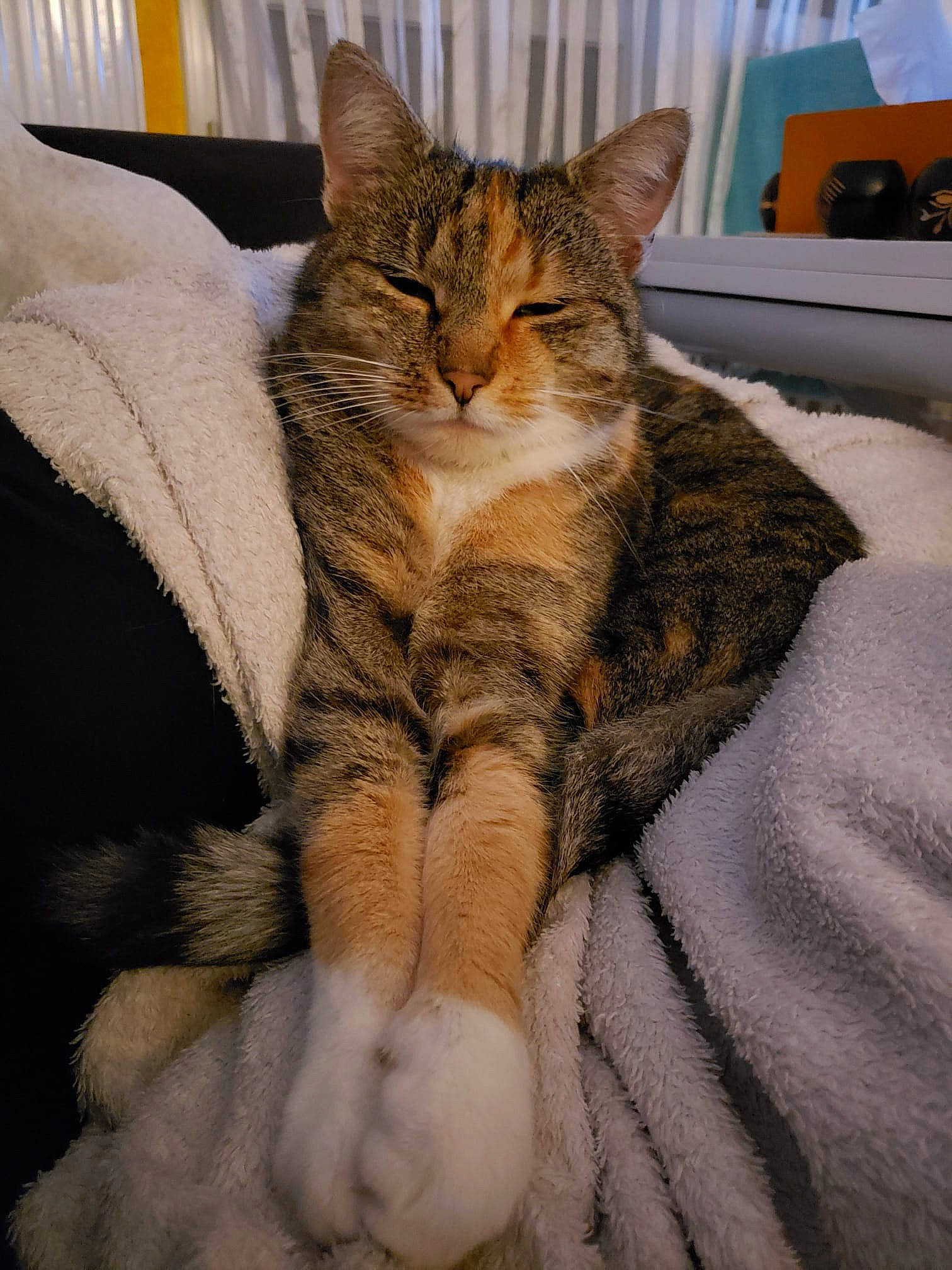 Maya participe au concours pour gagner de l'argent avec cette photo : bed, carnivore, cat, claw, comfort, couch, domestic_short_haired_cat, eye, fawn, felidae, foot, fur, human_leg, linens, paw, sitting, small_to_medium_sized_cats, snout, tail, whiskers