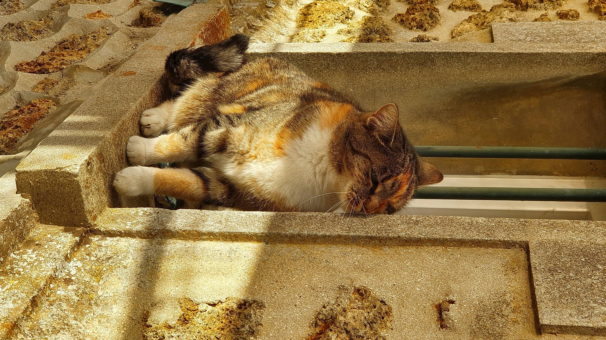 Maya participe au concours pour gagner de l'argent avec cette photo : carnivore, cat, claw, domestic_short_haired_cat, eye, fawn, felidae, flooring, fur, road_surface, shadow, small_to_medium_sized_cats, snout, tail, terrestrial_animal, tints_and_shades, whiskers, wildlife, window, wood