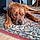 Odie