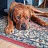 animal, brown_dog, carpet, chair, closeup, dog, ears, expression, eyes, face, floor, furniture, indoor, large_dog, nostrils, paw, pet, resting, table, wooden_floor