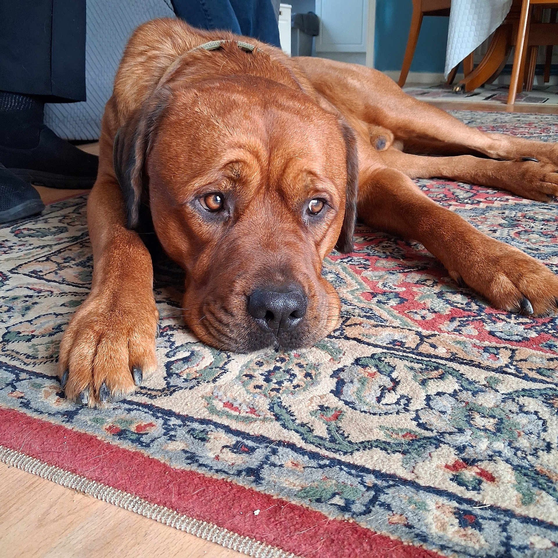 Odie