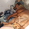 Odie joined the competition — help win amazing prizes! animal, blanket, brown_dog, closeup, collar, comfort, couch, cozy, dog, fur, furniture, indoor, nap, paw, pet, pillow, relaxation, resting, sleeping, tiger_print