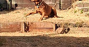 Odie is registered to the contest to win money with this photo: alert, animal, backyard, brown_dog, canine, collar, daytime, dog, dry_grass, fence, grass, mid_motion, nature, outdoor, pet, shadow, steps, sunlight, wooden_fence, yard