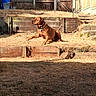 alert, animal, backyard, brown_dog, canine, collar, daytime, dog, dry_grass, fence, grass, mid_motion, nature, outdoor, pet, shadow, steps, sunlight, wooden_fence, yard