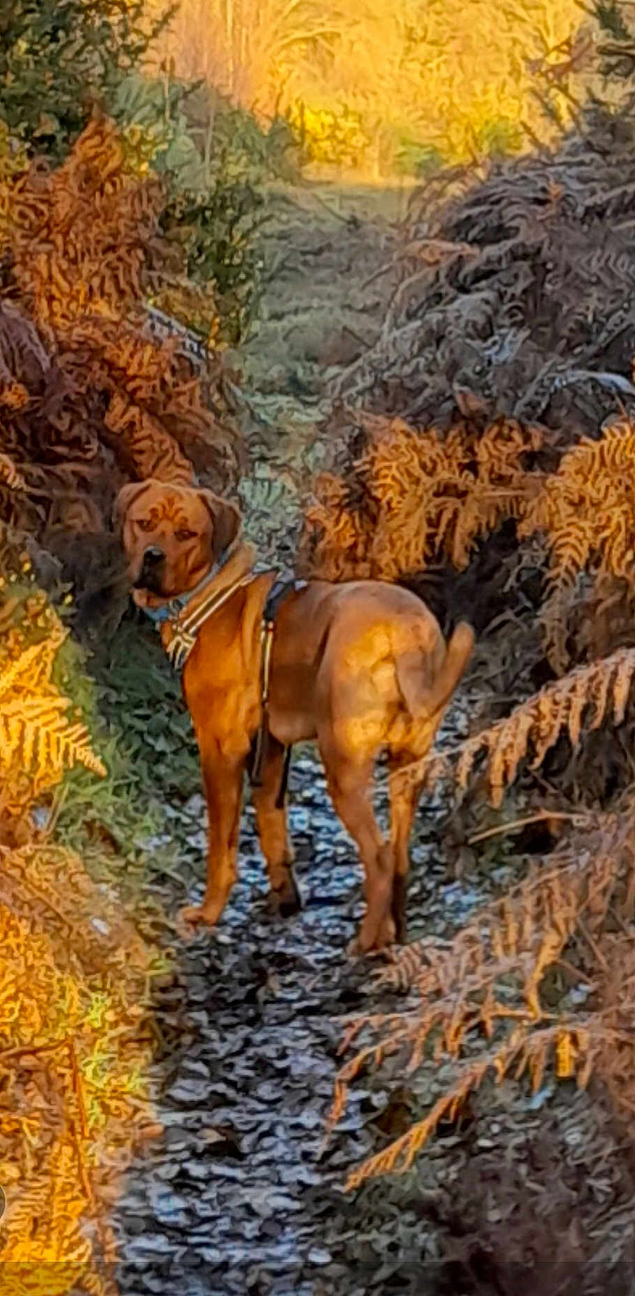 Odie