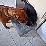 Odie is registered to the contest to win money with this photo: animal, black_cat, brown_dog, cat, collar, companion, cushion, dog, domestic, feeding, floor, food_bowl, indoor, kitchen, meal, metal_bowl, pet, sharing, tile, tile_floor