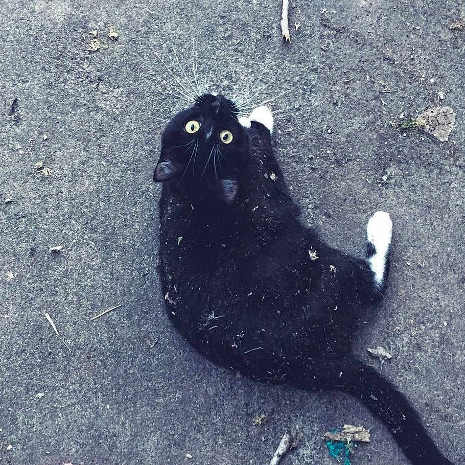 Luna is registered to the contest to win money with this photo: alley, animal, blackcat, cat, city, goat, kitten, leash, livestock, manx, panther, pet, road, sheep, soil, street, tar, tarmac, urban