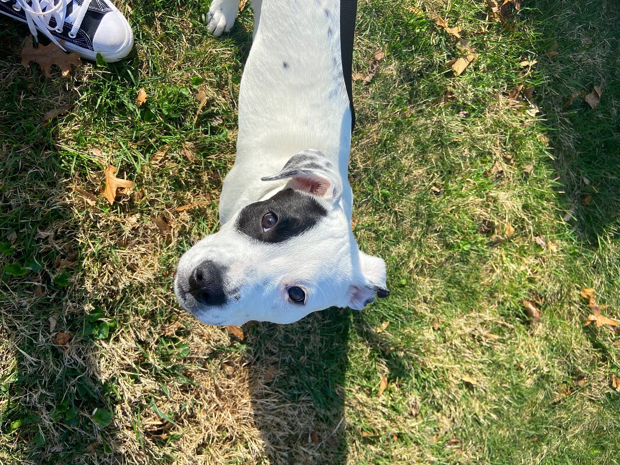 Lola joined the competition — help win amazing prizes! ball, canidae, carnivore, collar, companion_dog, dog, dog_breed, dog_collar, fawn, foot, football, grass, human_leg, personal_protective_equipment, plant, snout, soccer_ball, sporting_group, sports_equipment, working_animal