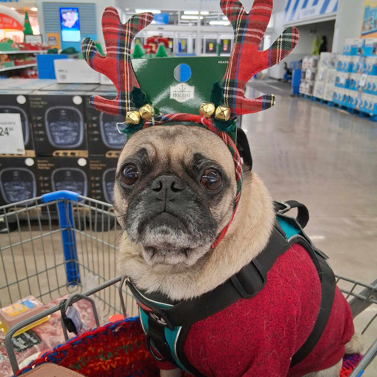 Clint joined the competition — help win amazing prizes! animal, canine, christmas, cute, dog, furniture, holiday, holiday_decor, indoor, pet, pet_accessory, pet_harness, portrait, pug, red_sweater, reindeer_antlers, retail, shopping, shopping_cart, store_interior