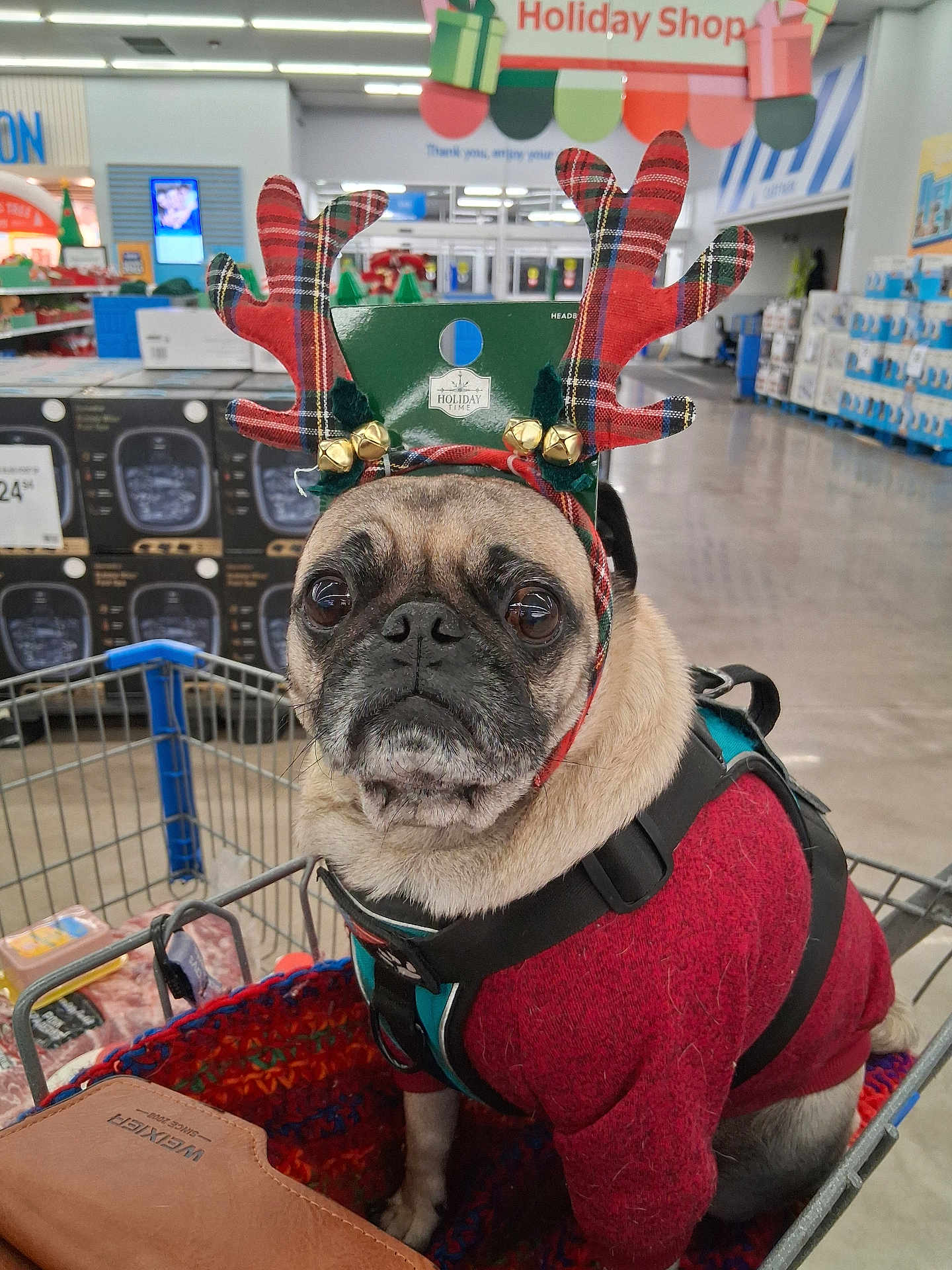 Clint joined the competition — help win amazing prizes! dog, pug, reindeer_antlers, shopping_cart, red_sweater, pet_harness, store_interior, holiday_decor, shopping, pet, canine, animal, indoor, retail, furniture, cute, portrait, pet_accessory, christmas, holiday
