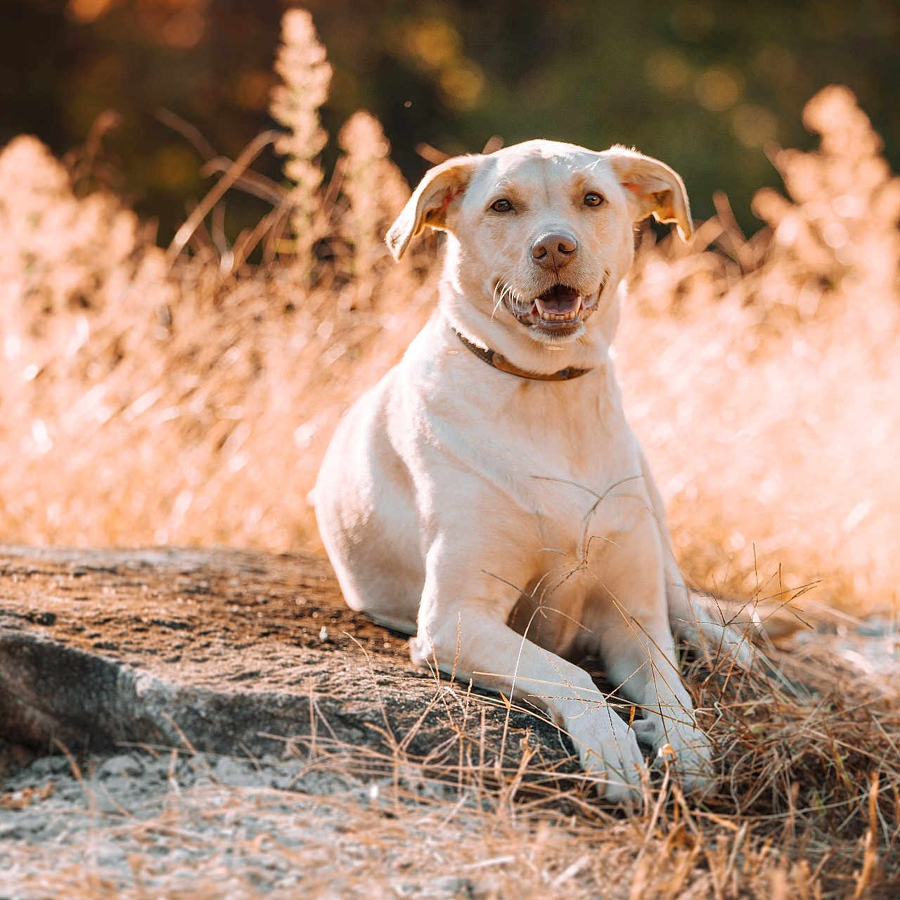 Lucy is registered to the contest to win money with this photo: animal, canine, countryside, dog, field, goldenretriever, grass, grassland, hound, labradorretriever, nature, outdoors, pet, plant, pointer, puppy, straw, tree, whitedog