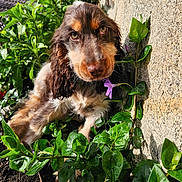 Lucky participe au concours pour gagner de l'argent avec cette photo : puppy, dog, greenery, plants, flower, outdoor, sunlight, closeup, nature, curious, pet, fur, brown, white, leaf, garden, animal, young, cute, portrait