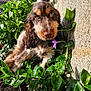 puppy, dog, greenery, plants, flower, outdoor, sunlight, closeup, nature, curious, pet, fur, brown, white, leaf, garden, animal, young, cute, portrait