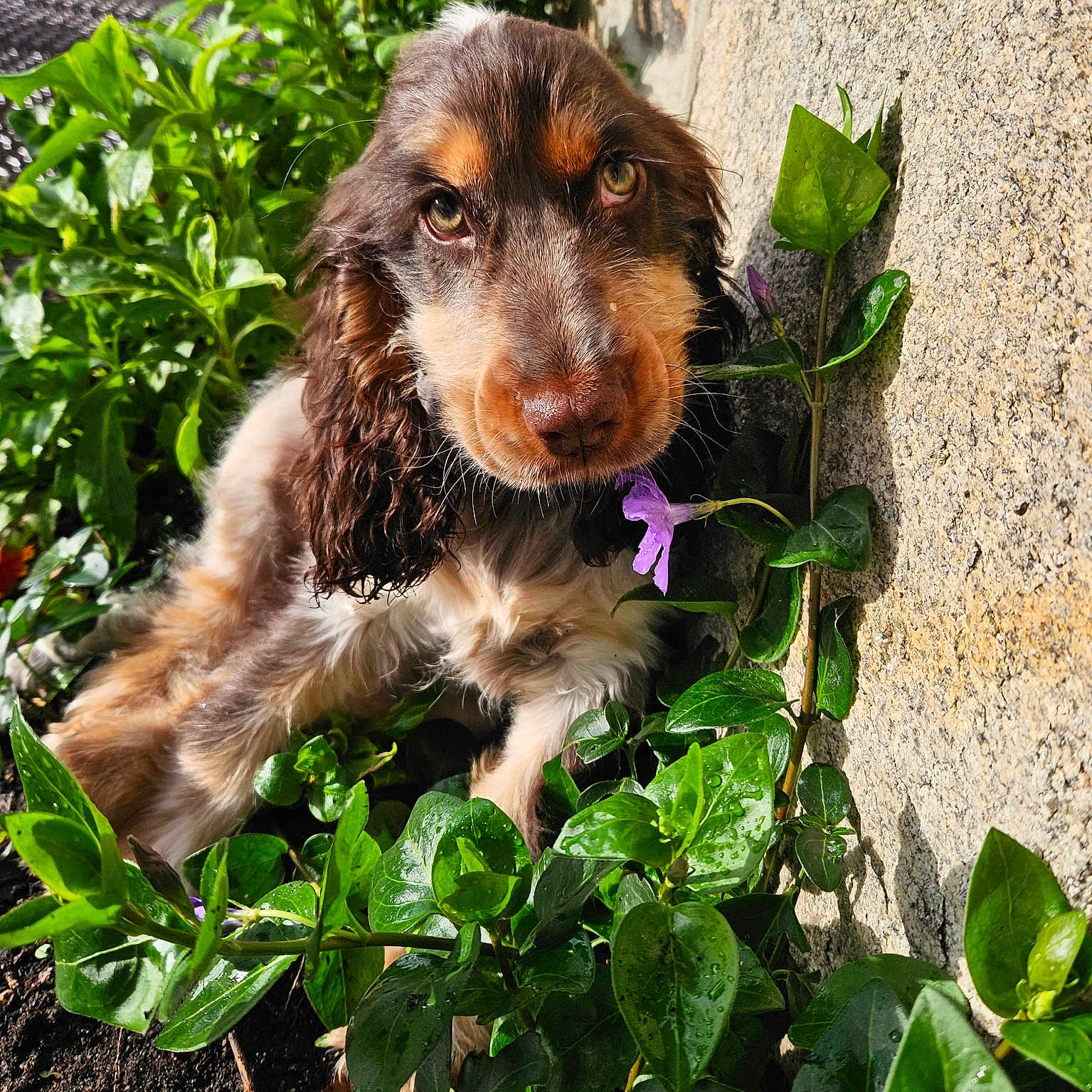 Lucky participe au concours pour gagner de l'argent avec cette photo : animal, brown, closeup, curious, cute, dog, flower, fur, garden, greenery, leaf, nature, outdoor, pet, plants, portrait, puppy, sunlight, white, young