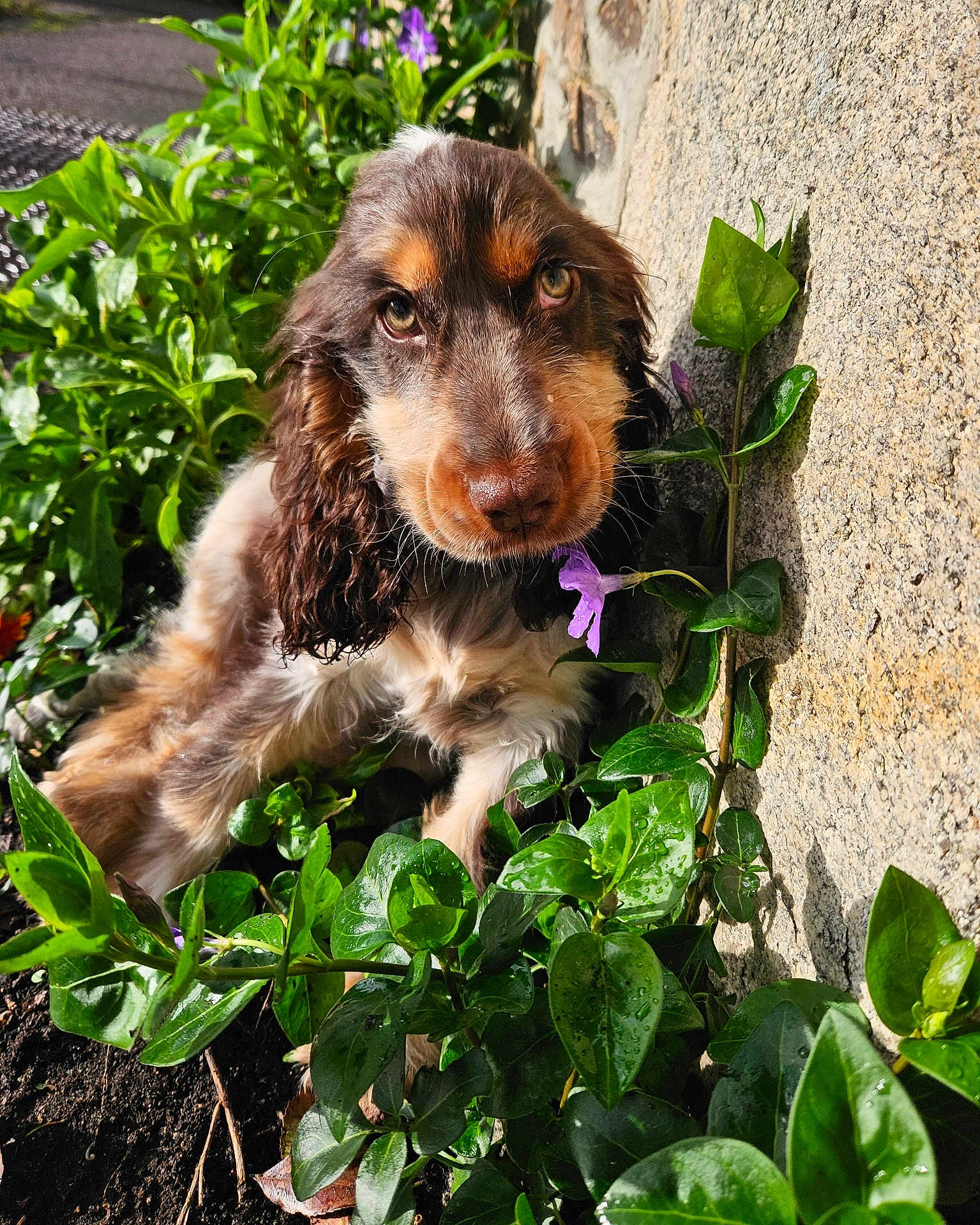Lucky participe au concours pour gagner de l'argent avec cette photo : puppy, dog, greenery, plants, flower, outdoor, sunlight, closeup, nature, curious, pet, fur, brown, white, leaf, garden, animal, young, cute, portrait