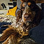 Lucky participe au concours pour gagner de l'argent avec cette photo : dog, close_up, indoor, couch, blanket, fur, relaxed, pet, brown, cozy, living_room, animal, face, portrait, curly_fur, resting, furniture, home, domestic_animal, canine