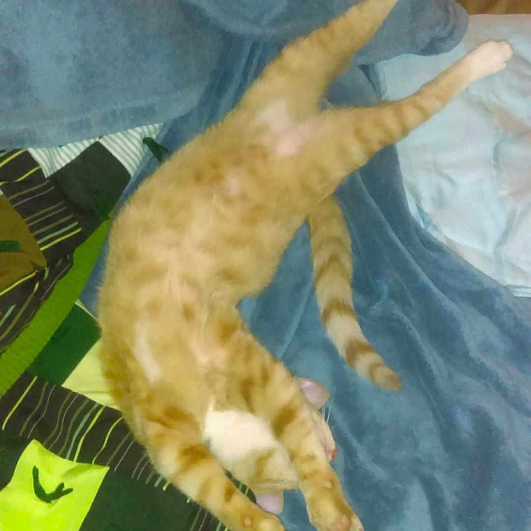 Opie Taylor joined the competition — help win amazing prizes! animal, bed, bedroom, blanket, cat, cushion, electronics, face, furniture, head, homedecor, indoors, kitten, person, pet, phone, photography, quilt, room, sleeping