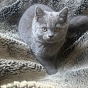 Mylo is registered to the contest to win money with this photo: cat, kitten, gray_cat, pet, animal, feline, fur, whiskers, eyes, blanket, texture, cozy, soft, indoor, cute, young, resting, curious, closeup, portrait