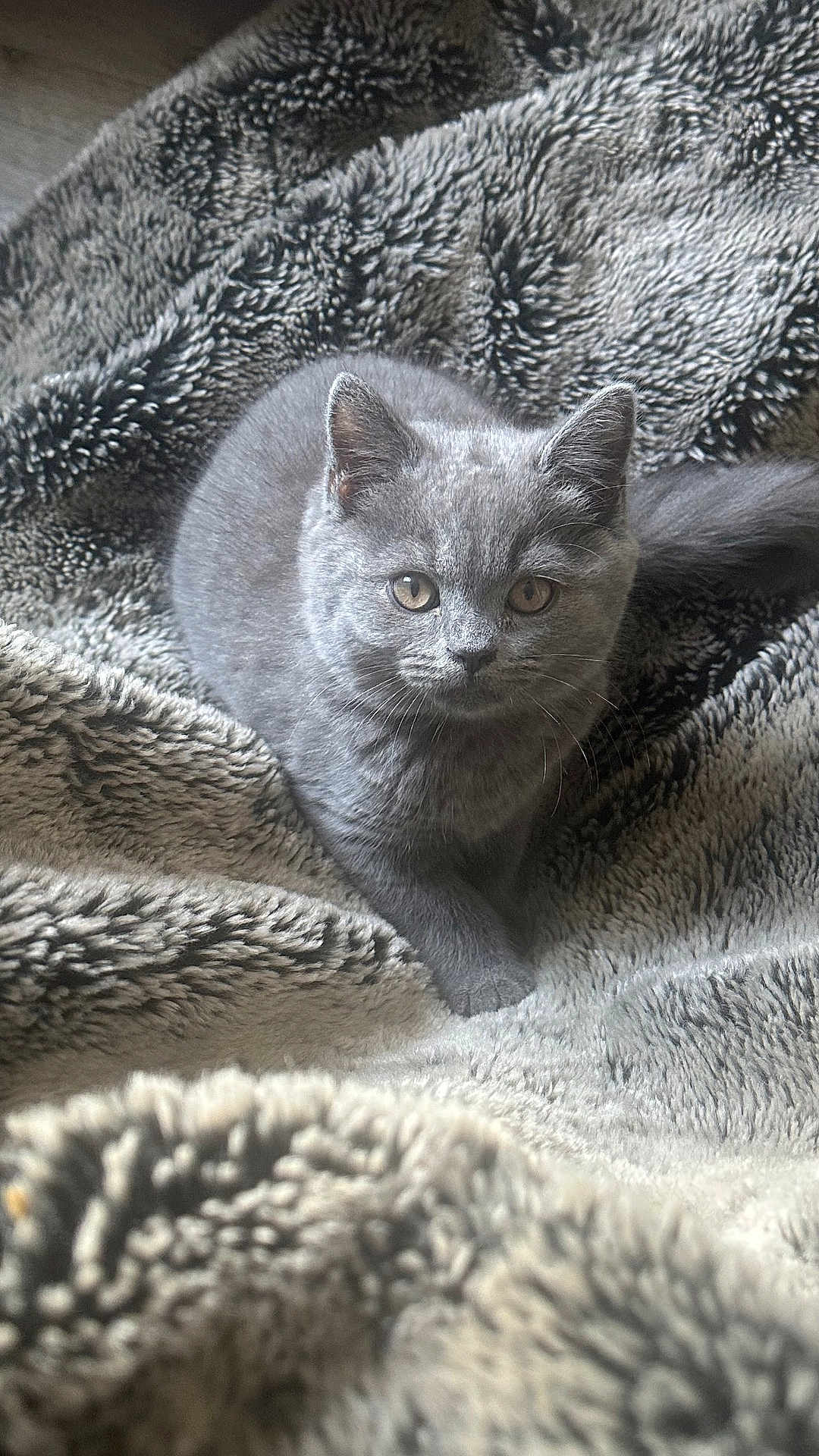Mylo is registered to the contest to win money with this photo: cat, kitten, gray_cat, pet, animal, feline, fur, whiskers, eyes, blanket, texture, cozy, soft, indoor, cute, young, resting, curious, closeup, portrait