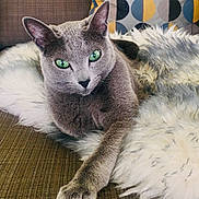 Sebastian joined the competition — help win amazing prizes! cat, gray_cat, green_eyes, fluffy_blanket, couch, pillow, patterned_pillow, indoor, pet, relaxed, feline, cozy, resting, fur, whiskers, claws, sofa, living_room, comfort, animal