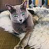cat, gray_cat, green_eyes, fluffy_blanket, couch, pillow, patterned_pillow, indoor, pet, relaxed, feline, cozy, resting, fur, whiskers, claws, sofa, living_room, comfort, animal