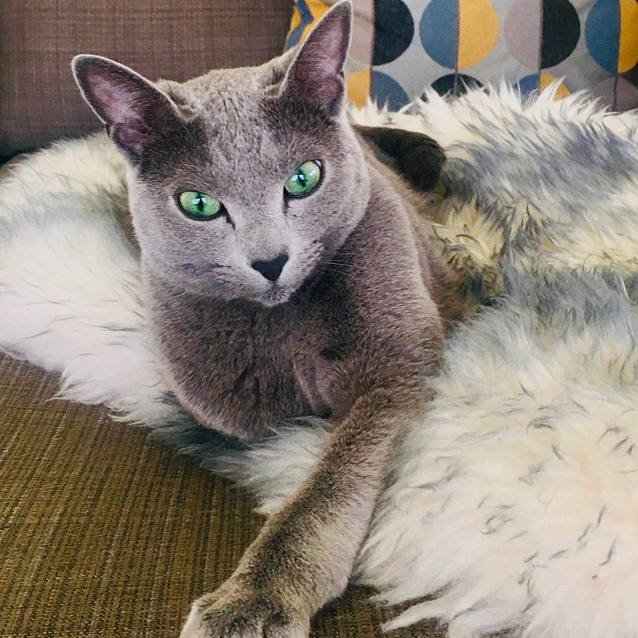 Sebastian joined the competition — help win amazing prizes! cat, gray_cat, green_eyes, fluffy_blanket, couch, pillow, patterned_pillow, indoor, pet, relaxed, feline, cozy, resting, fur, whiskers, claws, sofa, living_room, comfort, animal