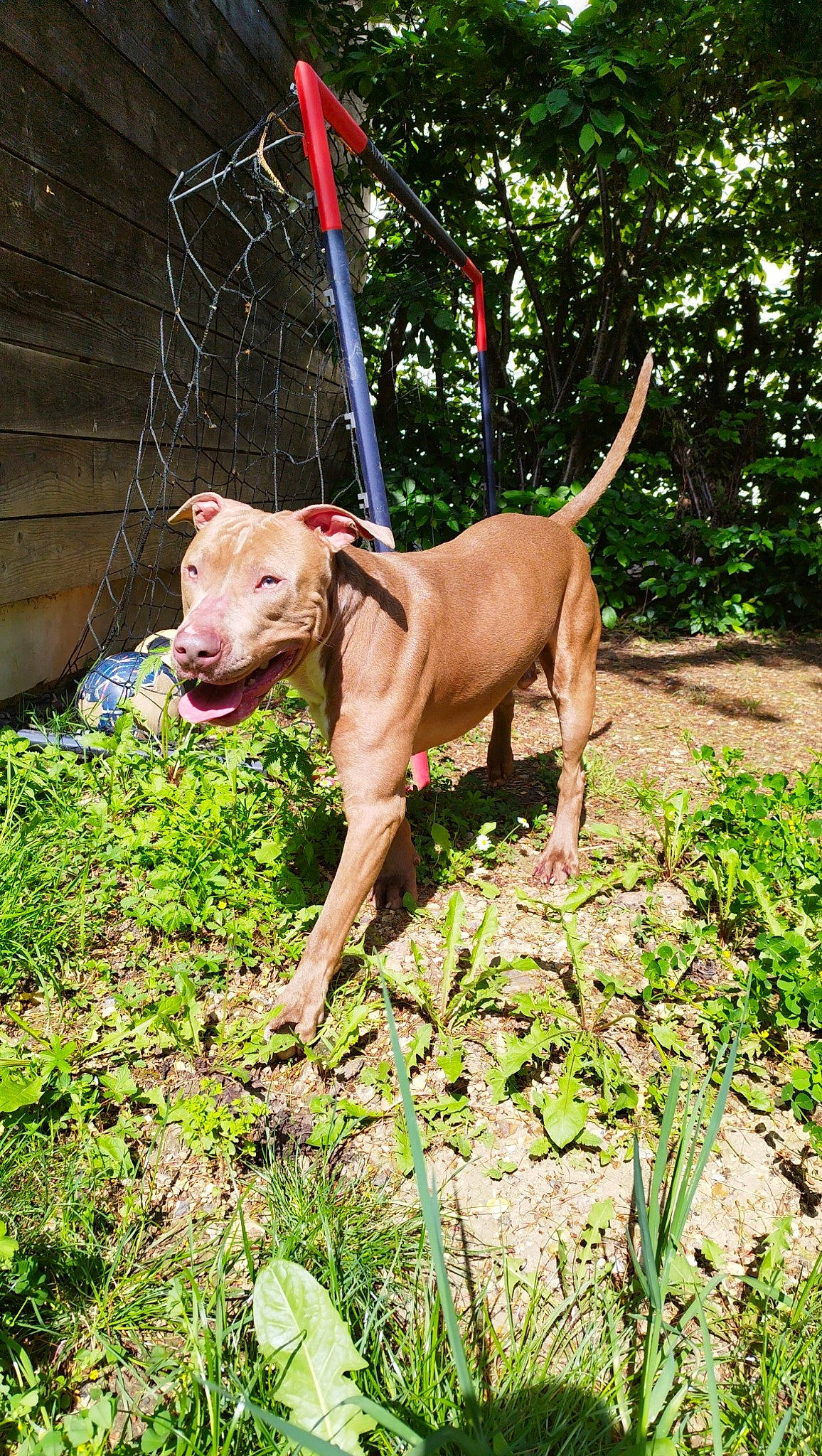 Storm a rejoint le concours — aidez-le/la à gagner de superbes lots ! canidae, carnivore, collar, companion_dog, dog, dog_breed, dog_collar, dog_supply, fawn, grass, groundcover, hunting_dog, liver, non_sporting_group, plant, sporting_group, tail, terrestrial_animal, tree, working_animal