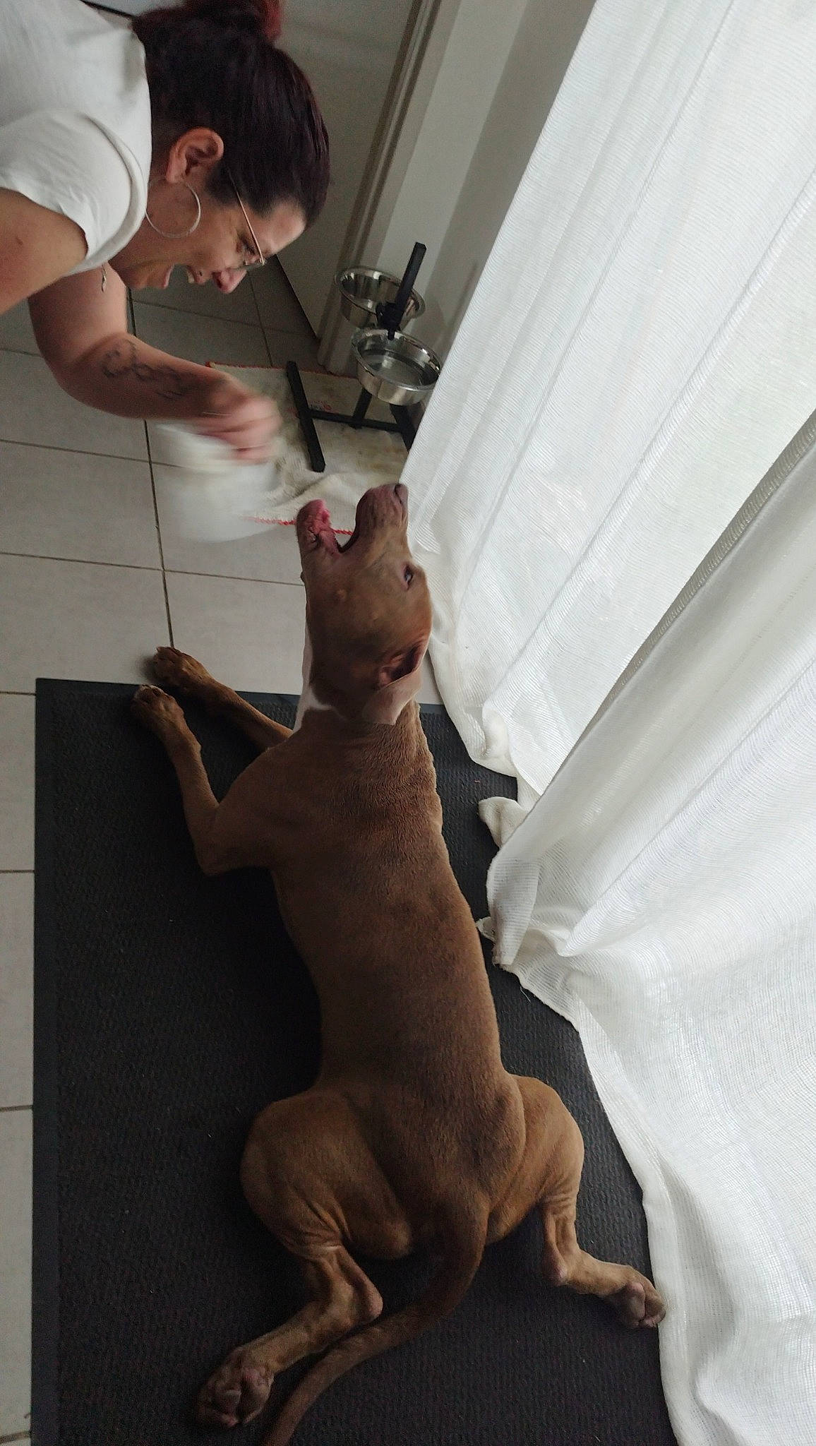 Storm participe au concours pour gagner de l'argent avec cette photo : carnivore, comfort, companion_dog, curtain, dog, dog_breed, elbow, fawn, felidae, floor, flooring, foot, gesture, human_leg, knee, muscle, shoulder, tail, whiskers, wood