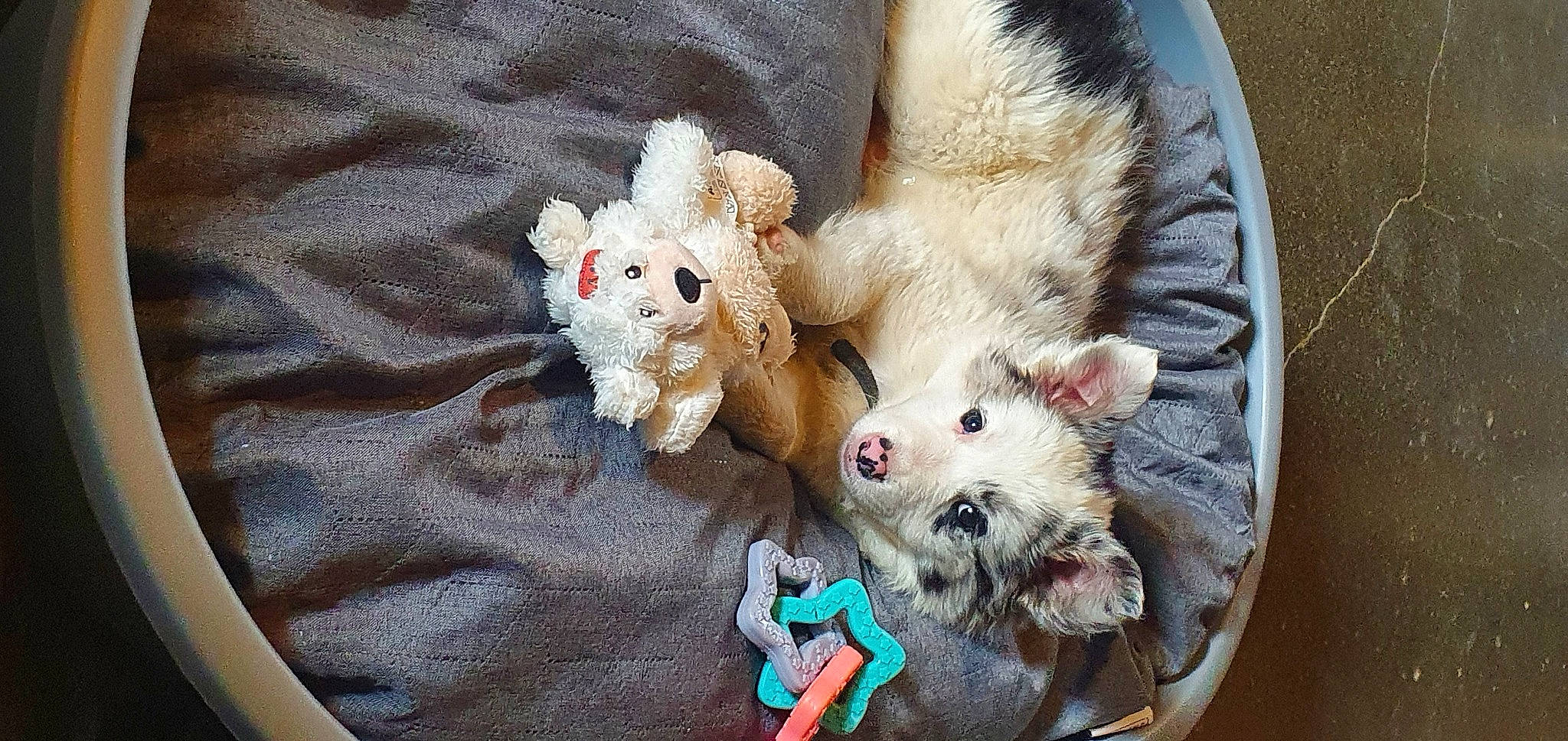 Lilie participe au concours pour gagner de l'argent avec cette photo : canidae, carnivore, companion_dog, dog_breed, dog_supply, fashion_accessory, fawn, felidae, fur, mammal, paw, plush, small_to_medium_sized_cats, sporting_group, stuffed_toy, tail, teddy_bear, toy, toy_dog, whiskers