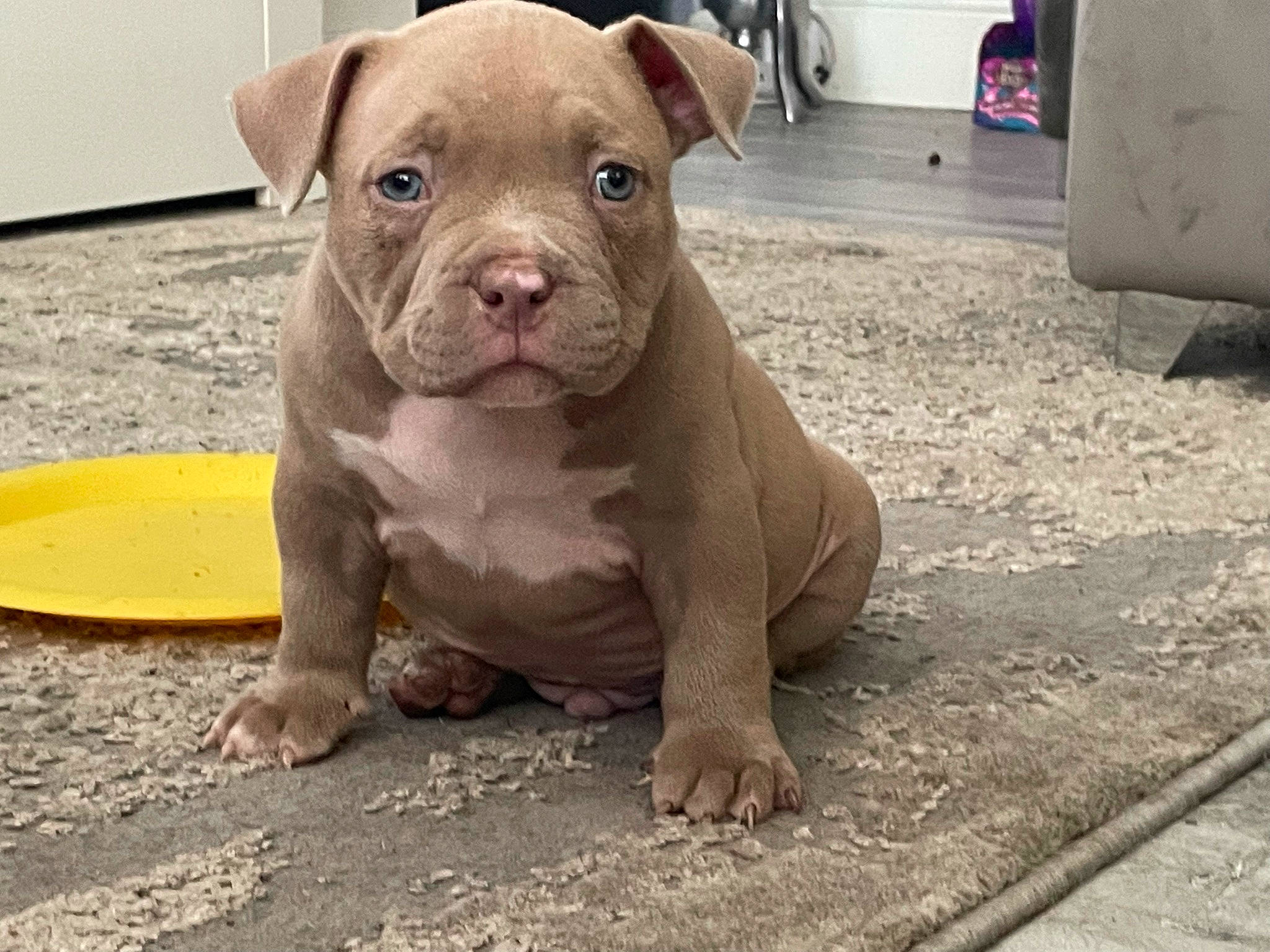 Bobo joined the competition — help win amazing prizes! ancient_dog_breeds, canidae, carnivore, companion_dog, dog, dog_breed, dog_collar, fawn, gas, liver, molosser, non_sporting_group, paw, puppy, snout, sporting_group, terrestrial_animal, whiskers, working_animal, wrinkle