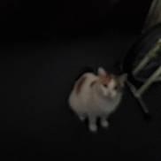 Slinky is registered to the contest to win money with this photo: cat, blurry, indoor, dark, floor, pet, animal, sitting, feline, unfocused, low_light, shadow, domestic, alone, quiet, still, blur, background, indistinct, furry