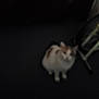 cat, blurry, indoor, dark, floor, pet, animal, sitting, feline, unfocused, low_light, shadow, domestic, alone, quiet, still, blur, background, indistinct, furry