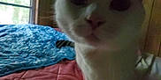 Slinky is registered to the contest to win money with this photo: cat, white_cat, close_up, bedspread, quilt, blanket, indoor, window, pet, animal, feline, fur, whiskers, face, eyes, soft_light, home, cozy, domestic, curious