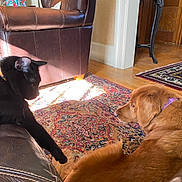 Freddie Mercury is registered to the contest to win money with this photo: cat, dog, black_cat, golden_retriever, leather_couch, persian_rug, indoor, sunlight, wood_floor, furniture, curious_cat, resting_dog, collar, wall, table, tissue_box, home_interior, pet_interaction, shadow, cozy