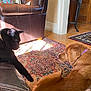 cat, dog, black_cat, golden_retriever, leather_couch, persian_rug, indoor, sunlight, wood_floor, furniture, curious_cat, resting_dog, collar, wall, table, tissue_box, home_interior, pet_interaction, shadow, cozy