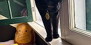 Freddie Mercury is registered to the contest to win money with this photo: black_cat, cat, windowsill, window, plush_pillow, toast_pillow, blanket, colorful_blanket, indoor, pet, curious_cat, natural_light, furniture, home_interior, cozy, domestic_animal, animal, resting, soft_toys, curtain