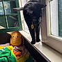 black_cat, cat, windowsill, window, plush_pillow, toast_pillow, blanket, colorful_blanket, indoor, pet, curious_cat, natural_light, furniture, home_interior, cozy, domestic_animal, animal, resting, soft_toys, curtain