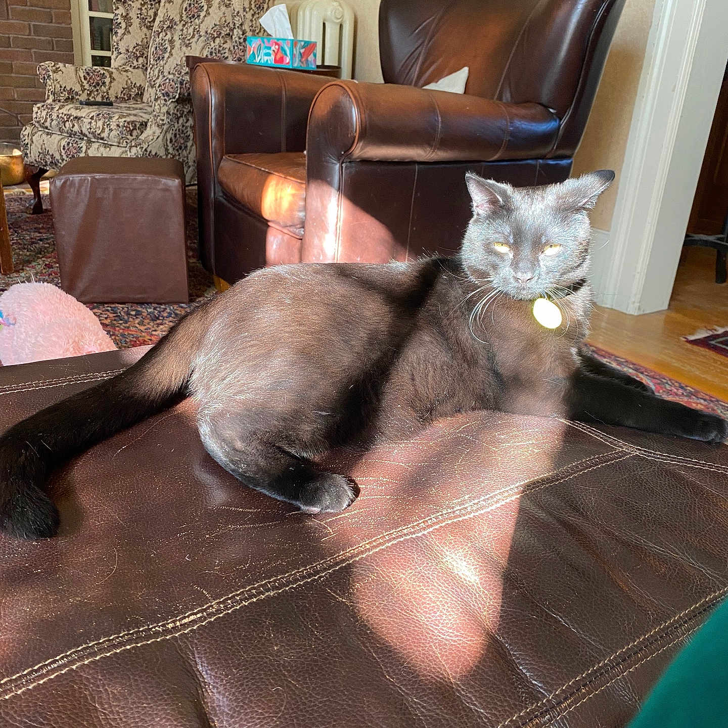 Freddie Mercury joined the competition — help win amazing prizes! black_cat, cat, chair, cozy, cushion, domestic_animal, doorway, floor, furniture, home, interior, leather, living_room, pet, relaxing, rug, sunlight, tissue_box, wall, wood_floor