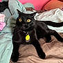 Freddie Mercury joined the competition — help win amazing prizes! black_cat, cat, pet, indoor, bed, blanket, yellow_eyes, fur, collar, tag, relaxed, animal, cute, feline, resting, comfort, domestic, whiskers, ears, paws