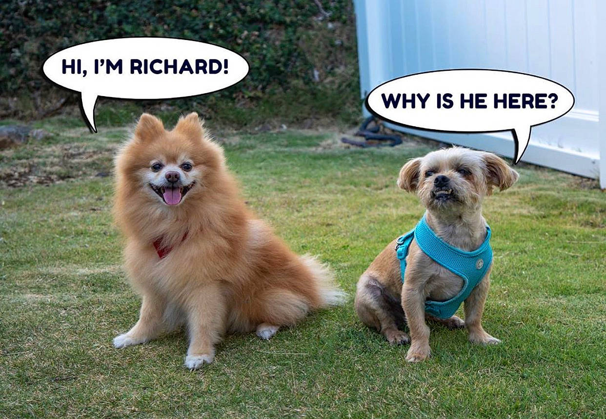 Richard is registered to the contest to win money with this photo: akita, ancient_dog_breeds, canidae, carnivore, companion_dog, dog, dog_breed, icelandic_sheepdog, mammal, non_sporting_group, pembroke_welsh_corgi, photo_caption, pomeranian, puppy, rare_breed_dog, spitz, sporting_group, vertebrate, working_dog