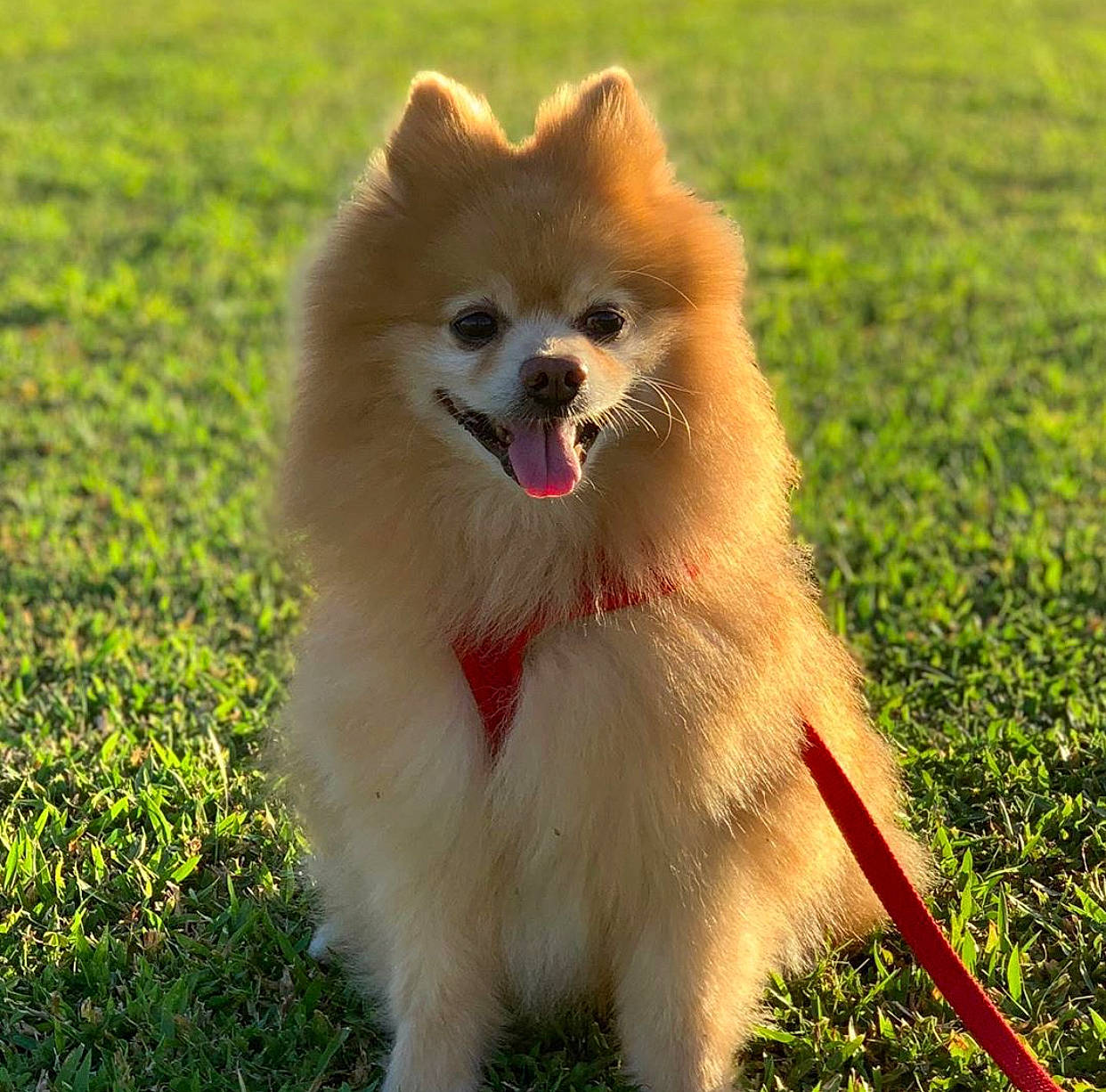 Richard is registered to the contest to win money with this photo: canidae, carnivore, companion_dog, dog, dog_breed, german_spitz, german_spitz_klein, german_spitz_mittel, grass, icelandic_sheepdog, japanese_spitz, mammal, non_sporting_group, pomeranian, puppy, snout, spitz, sporting_group, vertebrate, volpino_italiano