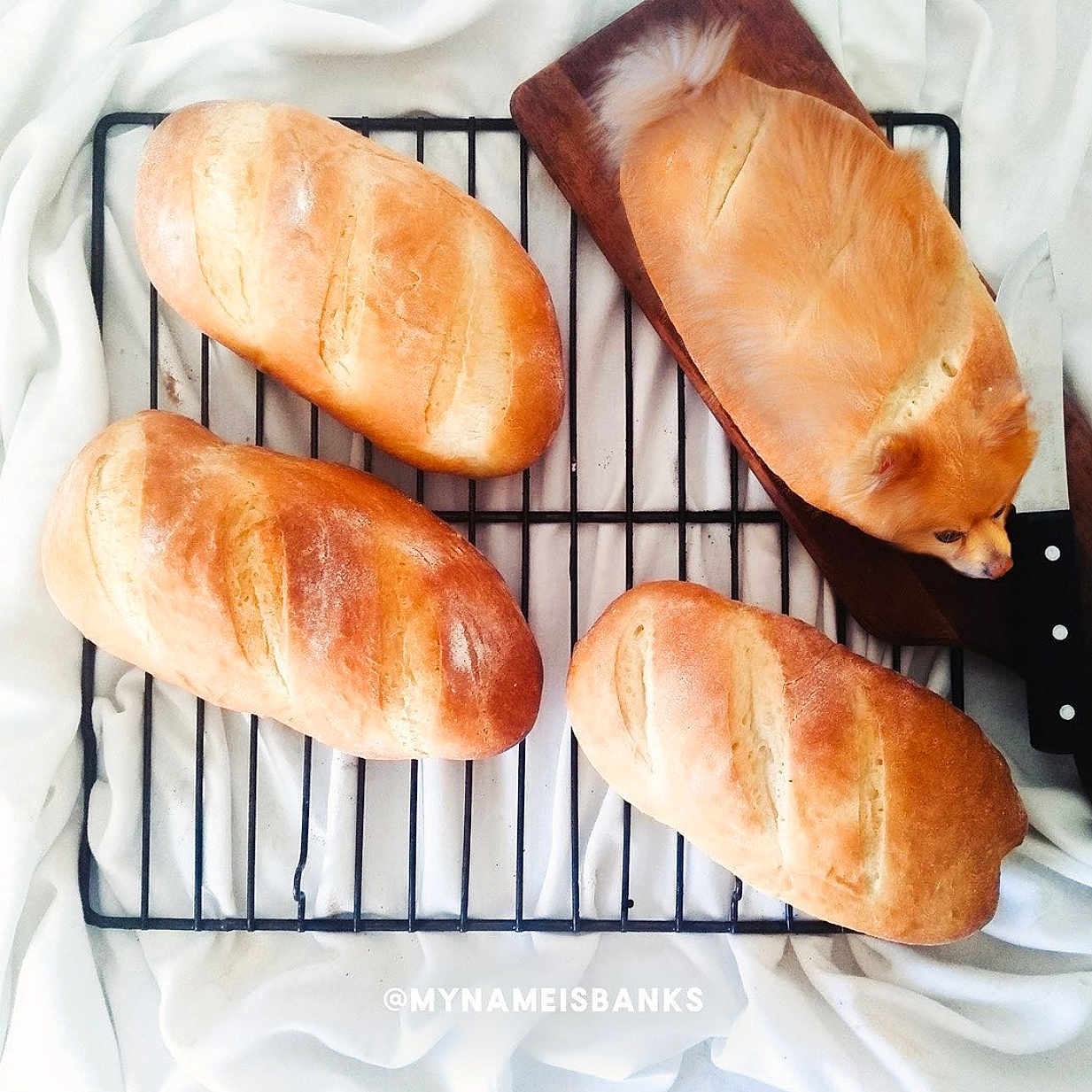 Richard is registered to the contest to win money with this photo: american_food, baguette, baked_goods, baking, bread, bread_roll, bun, ciabatta, cuisine, dish, food, hard_dough_bread, hot_dog_bun, ingredient, loaf, produce, sourdough, white_bread